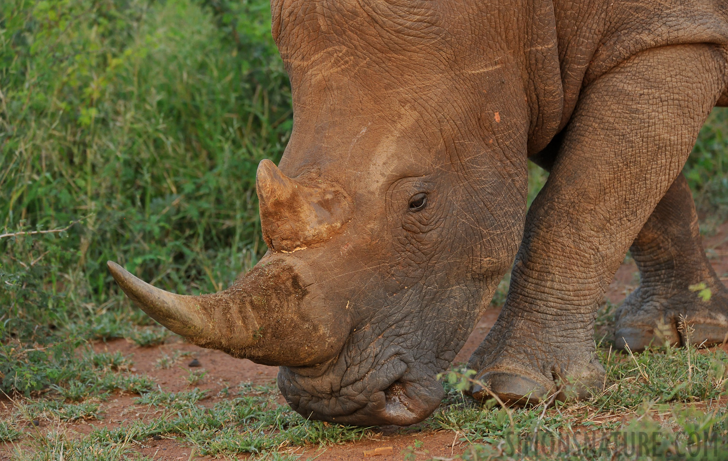 Ceratotherium simum simum [370 mm, 1/320 sec at f / 6.3, ISO 2500]